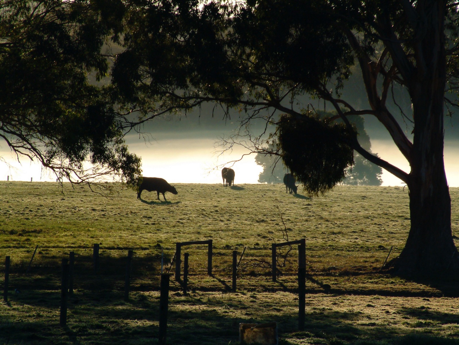 Photo of a misty morning scene in the Otways. Cows in a meadow and a tree with overhanging branches.
